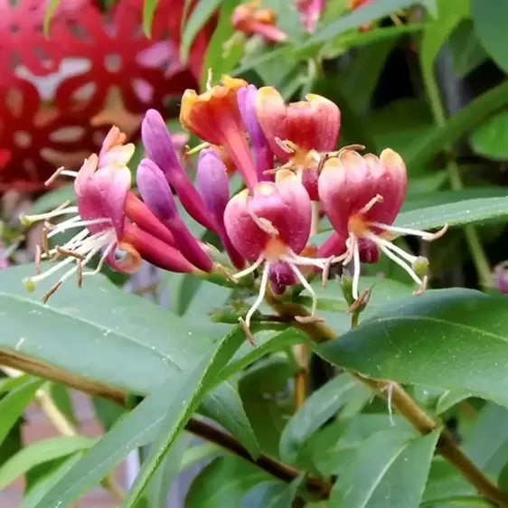 Lonicera henryi 11L - image 2