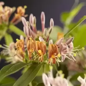 Lonicera henryi 11L - image 1