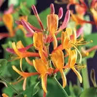 Lonicera (Honeysuckle)