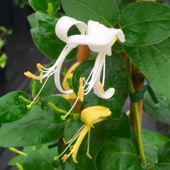 Picture - New Leaf Clematis