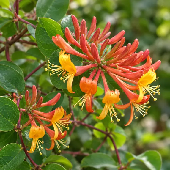 Lonicera 'Mandarin' - image 1