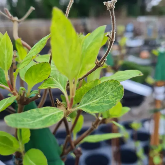 Lonicera japonica 'Mint Crisp'