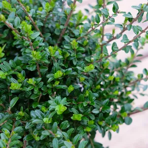 Lonicera nitida - image 3