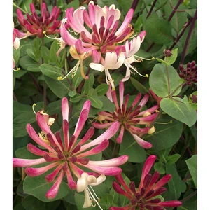 Image Credit: ©2025 John Richards Nurseries Ltd