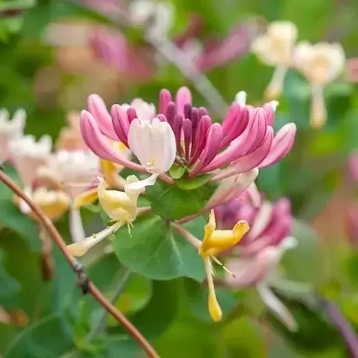 Lonicera periclymenum 'Serotina' 3L - image 1