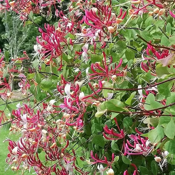 Lonicera periclymenum 'Serotina' 3L - image 2