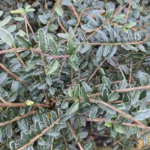 Lonicera ligustrina var. yunnanensis 'Silver Beauty'