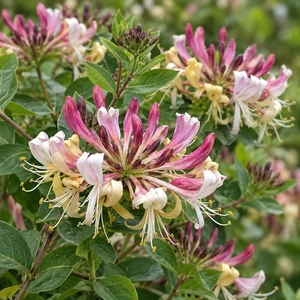 Lonicera 'Strawberries and Cream'