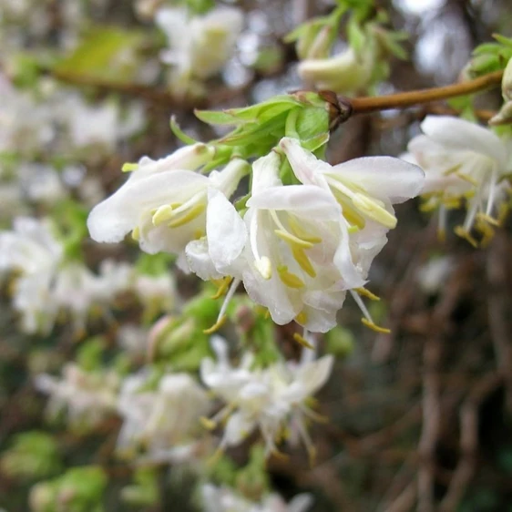 Lonicera × purpusii 'Winter Beauty'