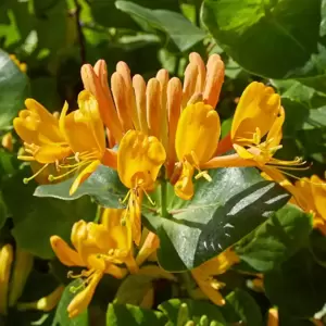 Lonicera x tellmanniana