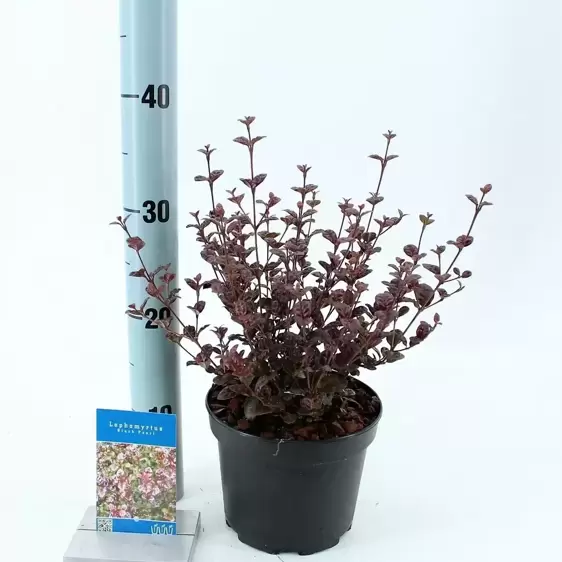 Lophomyrtus x ralphii 'Black Pearl' 2L - image 2