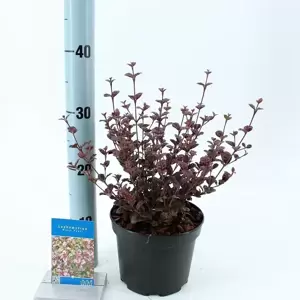 Lophomyrtus x ralphii 'Black Pearl' 2L - image 2