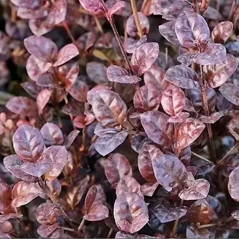 Lophomyrtus x ralphii 'Black Pearl' 2L - image 1