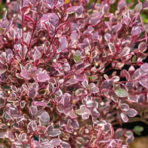 Lophomyrtus x ralphii 'Red Dragon'