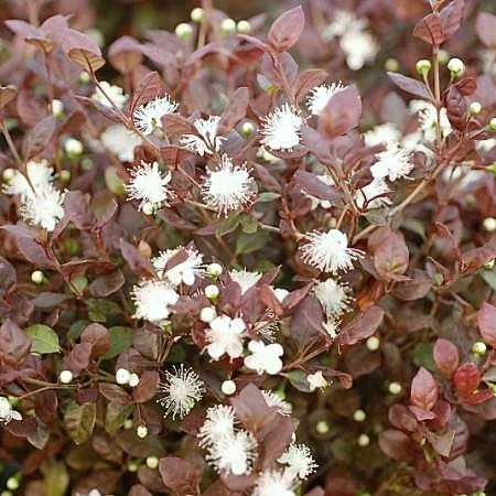 Lophomyrtus x ralphii 'Red Dragon'