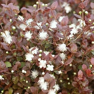 Lophomyrtus x ralphii 'Red Dragon'