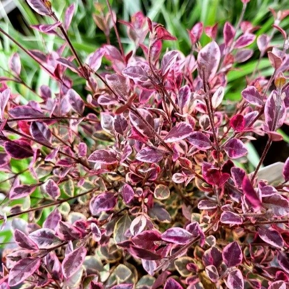 Lophomyrtus x ralphii 'White Tiger'