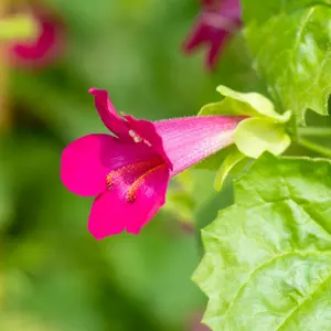 Lophospermum 'Lofos Compact Rose'