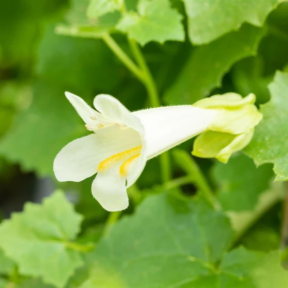 Lophospermum 'Lofos Compact White'