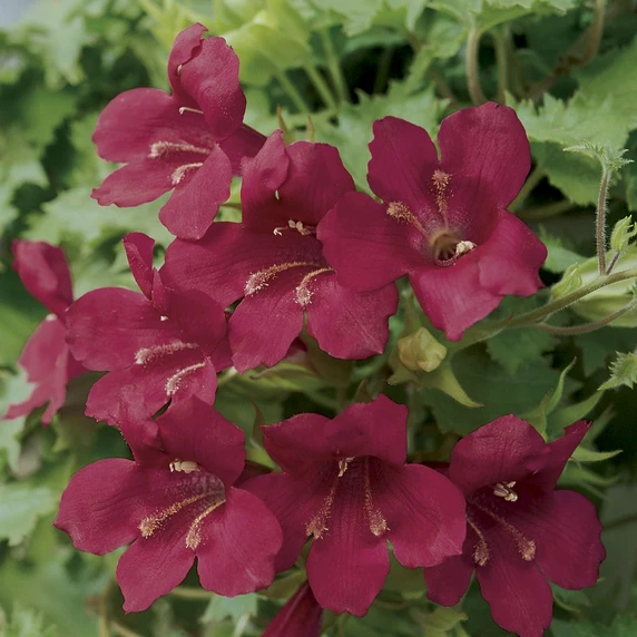 Picture - Proven Winners