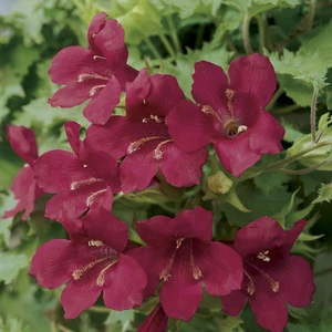 Picture - Proven Winners