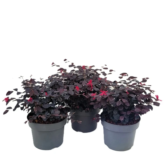 Loropetalum chinense 'Black Pearl' - image 2
