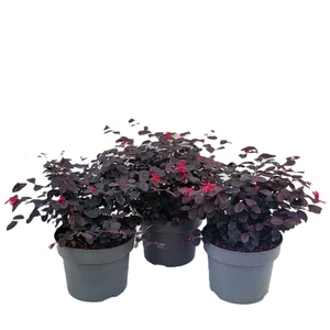 Loropetalum chinense 'Black Pearl' - image 2