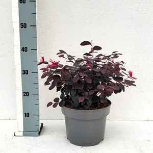Loropetalum chinense 'Black Pearl' - image 3
