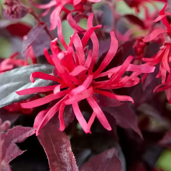 Loropetalum chinensis 'Ever Red' ℗ Picture Credit - Plantipp BV®