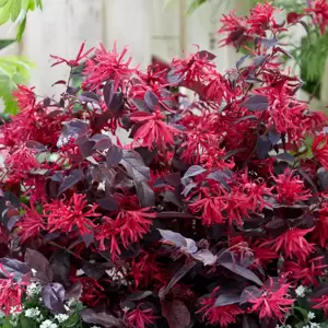 Loropetalum chinensis 'Ever Red' ℗ Picture Credit - Plantipp BV®