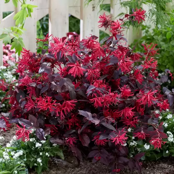 Loropetalum chinensis 'Ever Red' ℗ Picture Credit - Plantipp BV®