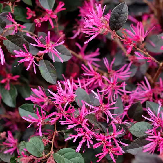 Loropetalum chinense 'Rose In Black'