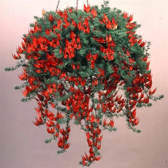 Picture - Kernock Park Plants