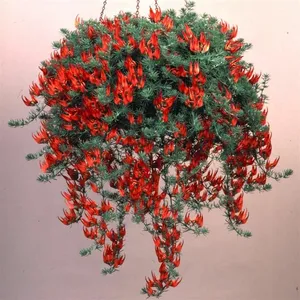 Picture - Kernock Park Plants