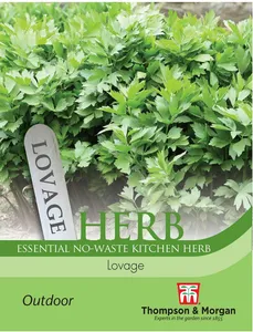 Lovage - image 1