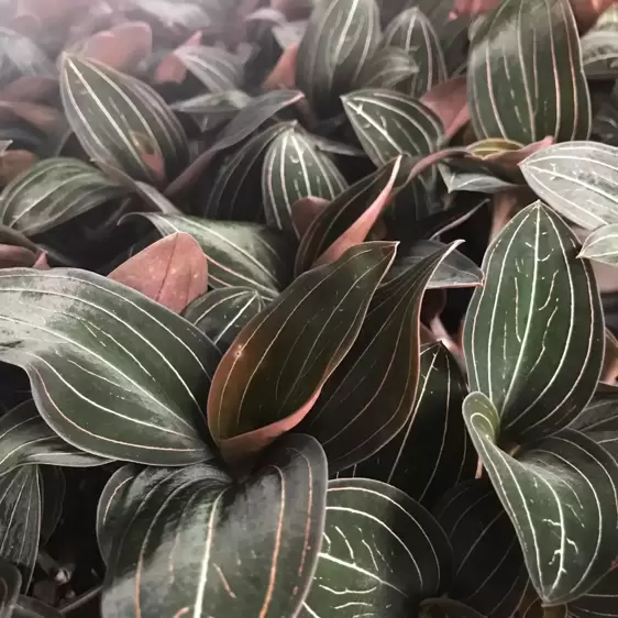 Ludisia discolor - image 1