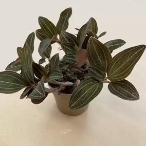 Ludisia discolor - image 2