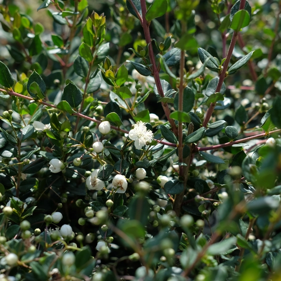 Luma apiculata