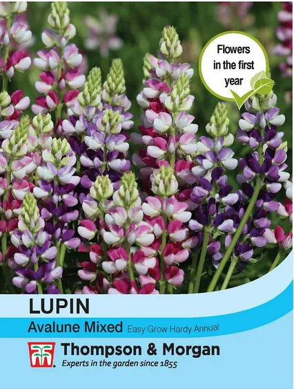 Lupin Avalune Mixed - image 1