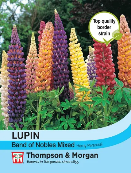 Lupin Band of Nobles Mixed - image 1