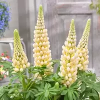Lupinus