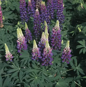 Picture -  Ball Colegrave