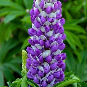 Picture -  Ball Colegrave