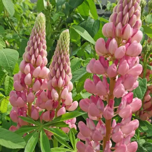 Picture Credit -  Ball Colegrave