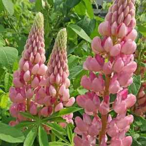 Picture Credit -  Ball Colegrave