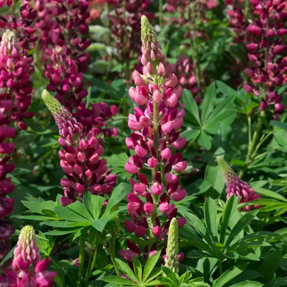 Picture Credit -  Ball Colegrave