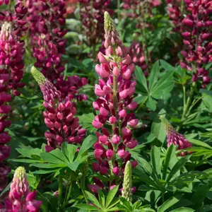 Picture Credit -  Ball Colegrave