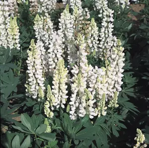 Picture Credit - Ball Horticultural Company