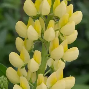 Picture -  Ball Colegrave