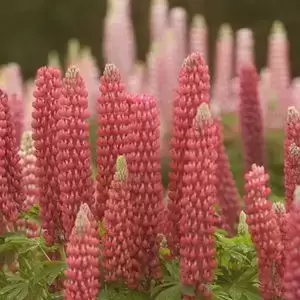 Lupinus 'Red'